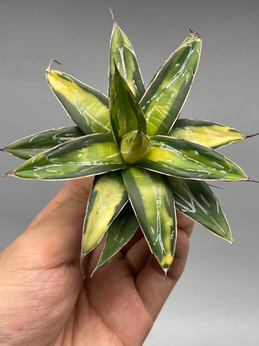 031 -2【AGAVE TITANOTA】多肉植物 アガベ　ヴィクトリアレジーナ　サンキング 極上株 