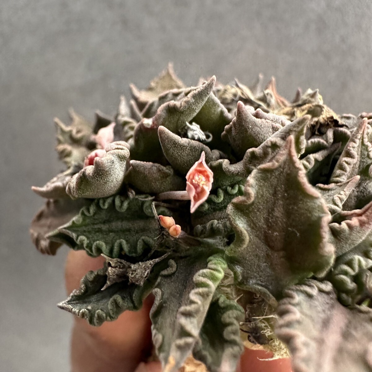 XX852 ユーフォルビア トゥレアレンシス Euphorbia tulearensis 実生株 多肉植物 塊根あり 希少種 マダガスカル原産  コーデックス (観葉植物)｜売買されたオークション情報、Yahoo!オークション(旧ヤフオク!) の商品情報をアーカイブ公開 -  オークファン（aucfan.com）