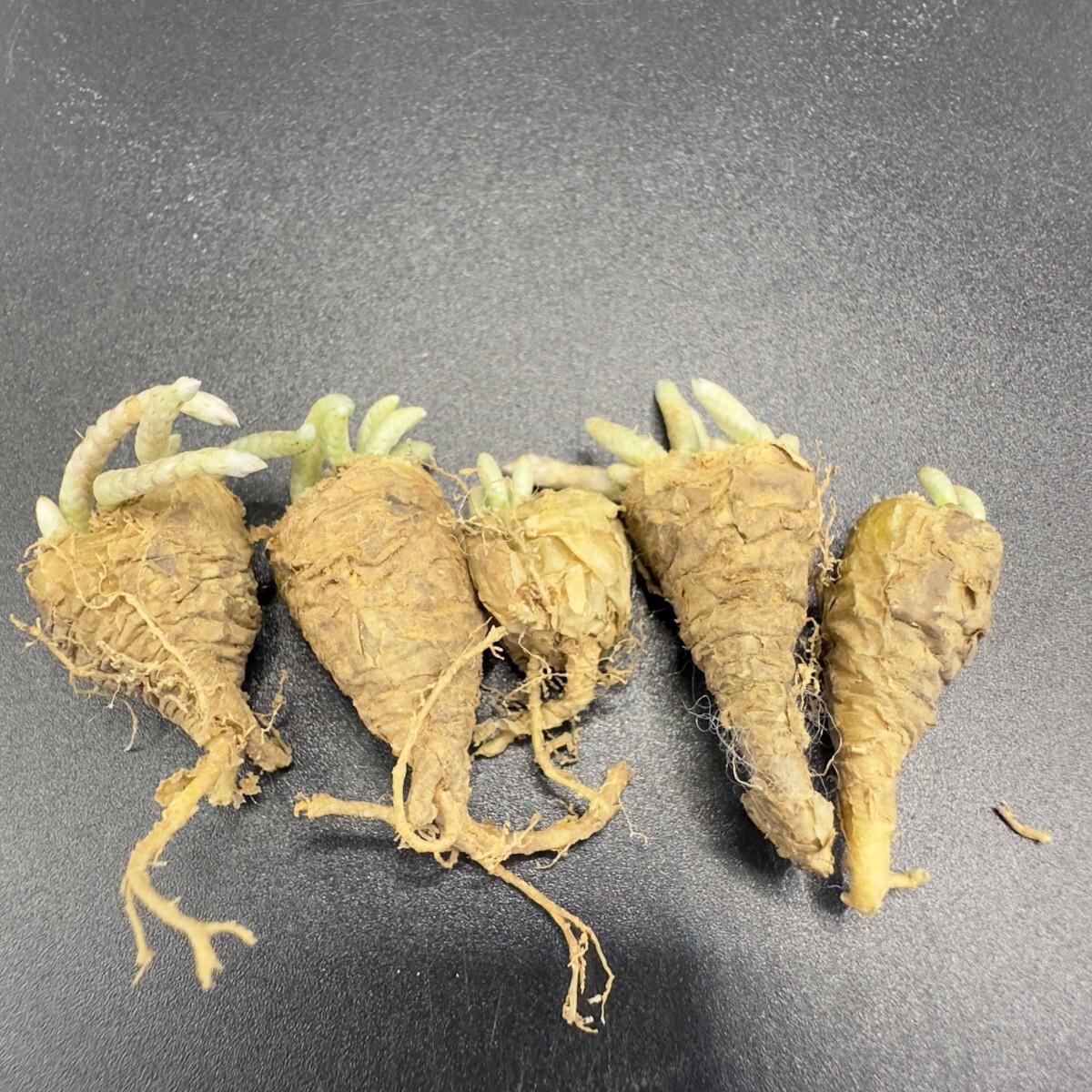 XX47 quinaria ssp. alstonii うつぼ錦(赤花) 実生苗 【多肉 XX47 quinaria ssp. alstonii うつぼ錦(赤花) 実生苗 【多肉
