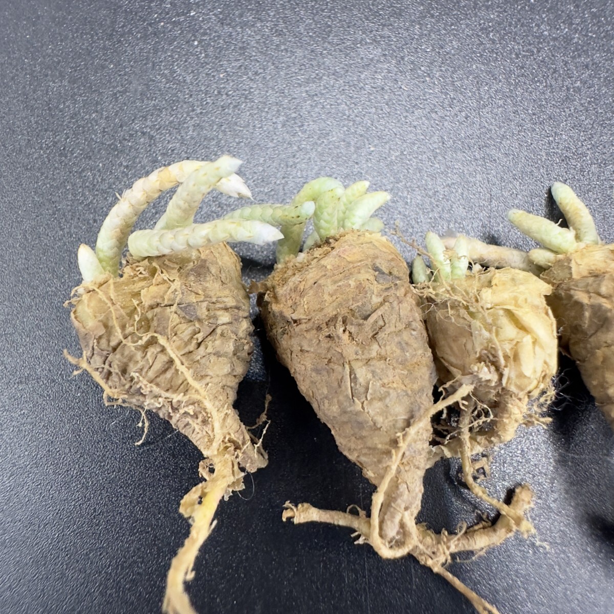 XX47 quinaria ssp. alstonii うつぼ錦(赤花) 実生苗 【多肉 XX47 quinaria ssp. alstonii うつぼ錦(赤花) 実生苗 【多肉