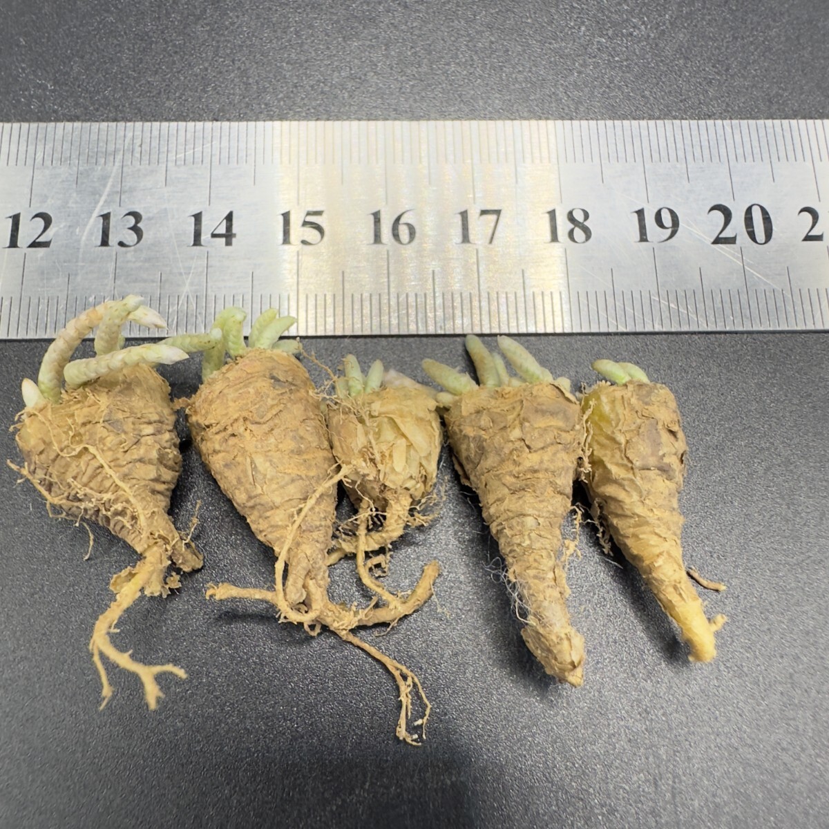 XX47 quinaria ssp. alstonii うつぼ錦(赤花) 実生苗 【多肉 XX47 quinaria ssp. alstonii うつぼ錦(赤花) 実生苗 【多肉