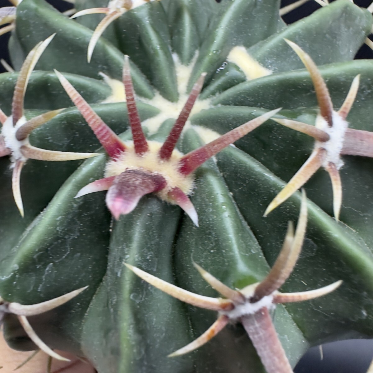 XX130 多肉植物 塊根植物 サボテン 王綾波 短刺タイプ 大株 XX130 多肉植物 塊根植物 サボテン 王綾波 短刺タイプ 大株