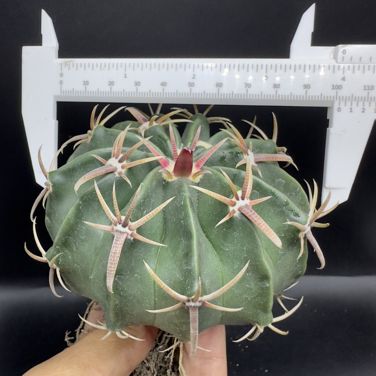 XX130 多肉植物 塊根植物 サボテン 王綾波 短刺タイプ 大株 XX130 多肉植物 塊根植物 サボテン 王綾波 短刺タイプ 大株