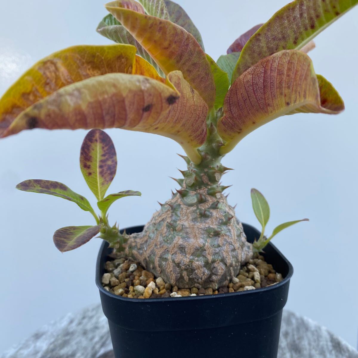 ☆新着☆ウィンゾリー種子x28粒 pachypodium windsorii ☆新着☆ウィンゾリー種子x28粒 pachypodium windsorii