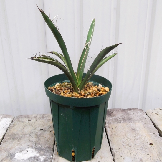 ユッカ・カルネロサーナ Yucca carnerosana』4号|Yahoo!フリマ ユッカ・カルネロサーナ Yucca carnerosana』4号|Yahoo!フリマ