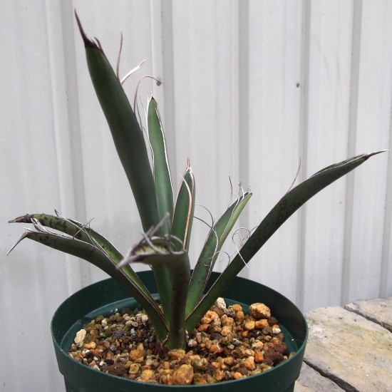 ユッカ・カルネロサーナ Yucca carnerosana』4号|Yahoo!フリマ ユッカ・カルネロサーナ Yucca carnerosana』4号|Yahoo!フリマ