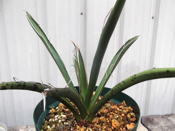ユッカ・カルネロサーナ Yucca carnerosana』4号|Yahoo!フリマ ユッカ・カルネロサーナ Yucca carnerosana』4号|Yahoo!フリマ