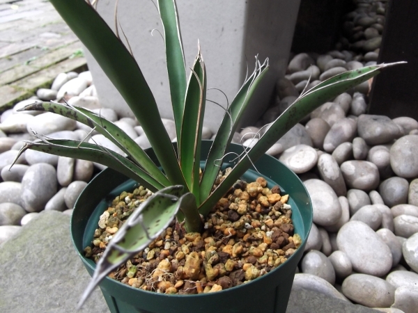 ユッカ・カルネロサーナ Yucca carnerosana』4号|Yahoo!フリマ ユッカ・カルネロサーナ Yucca carnerosana』4号|Yahoo!フリマ
