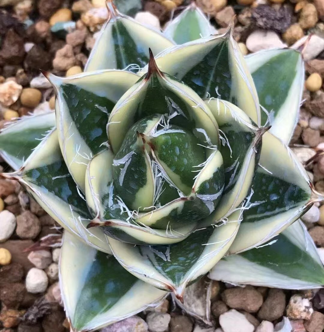 アガベピンキー 王妃笹の雪A型白覆輪 Agave filifera (Pinky)1円 アガベピンキー 王妃笹の雪A型白覆輪 Agave filifera (Pinky)1円