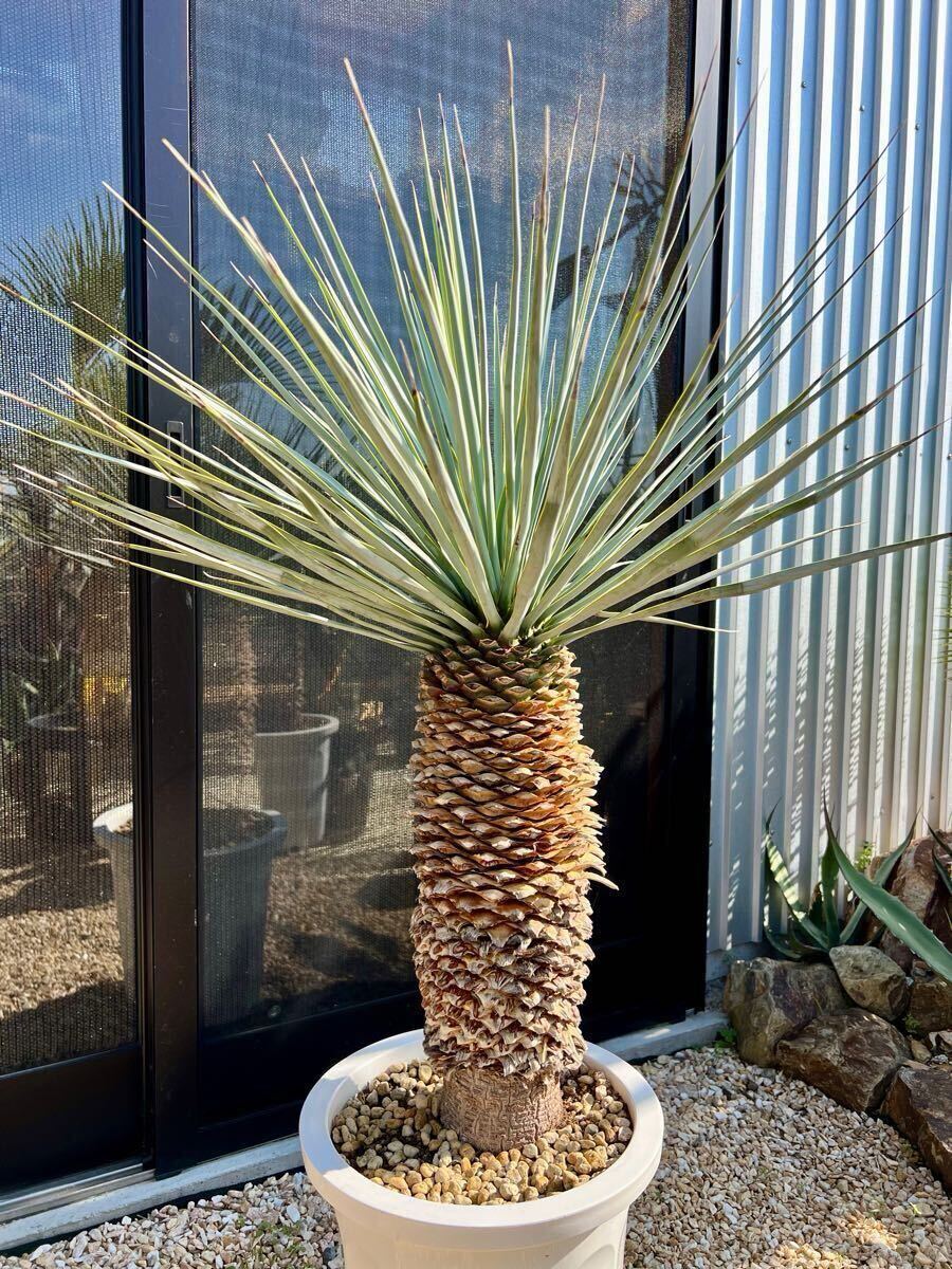 ユッカ リギダ Yucca rigida ブルーユッカ シルバーブルー耐寒性 ユッカ リギダ Yucca rigida ブルーユッカ シルバーブルー耐寒性