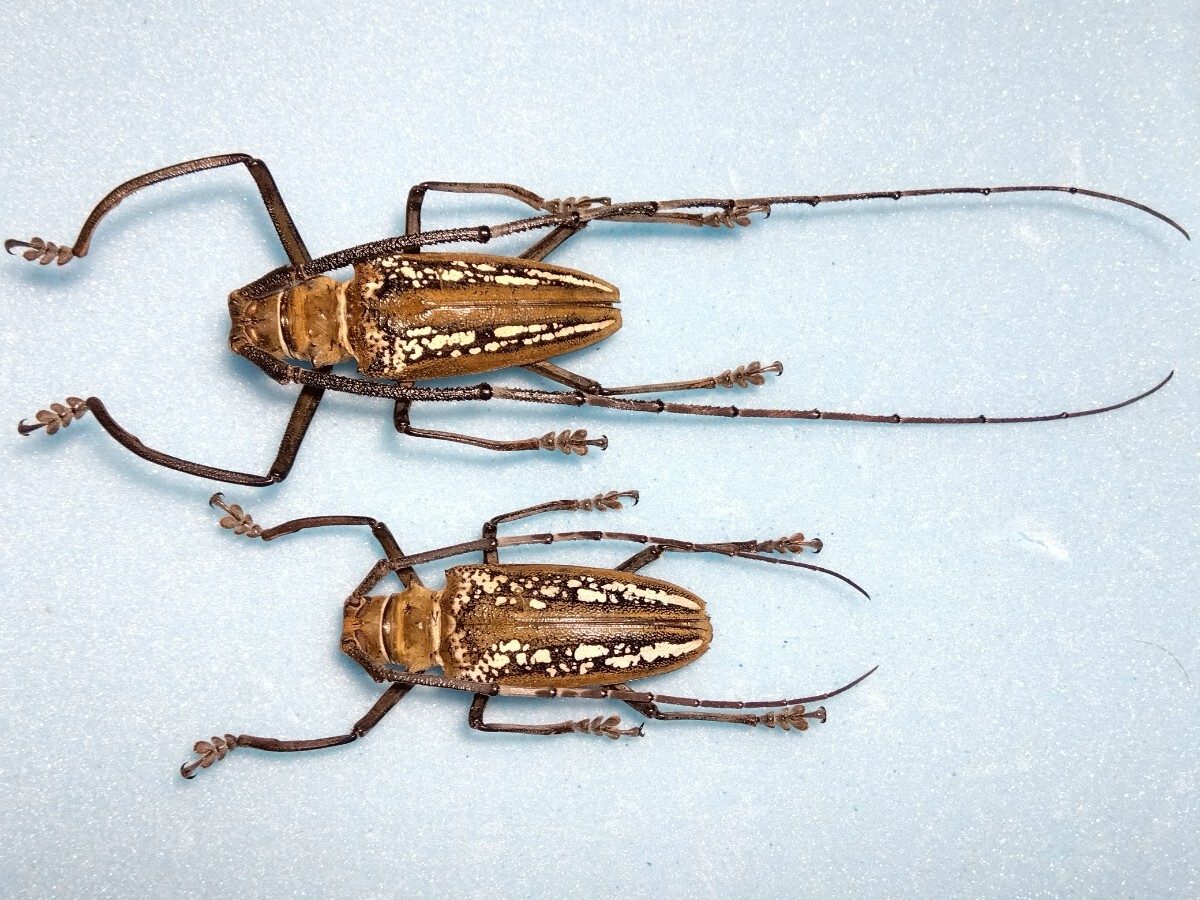 標本】ウォレスシロスジカミキリ ♂63mm♀60mm|その他 標本】ウォレスシロスジカミキリ ♂63mm♀60mm|その他