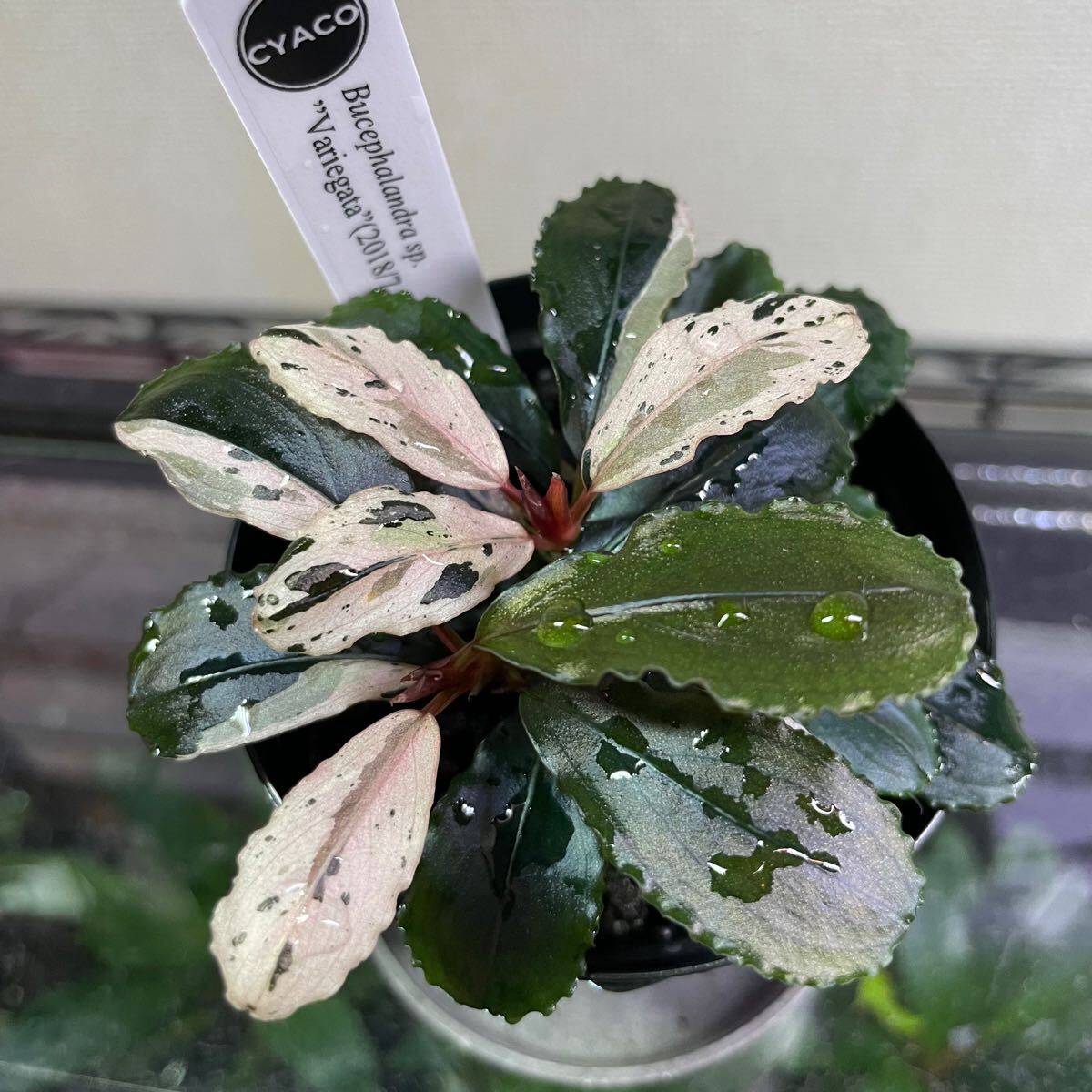 Bucephalandra Pipto Variegata バリエガータ 大型 ブセファランドラ sp. バリエガータ Bucephalandra sp