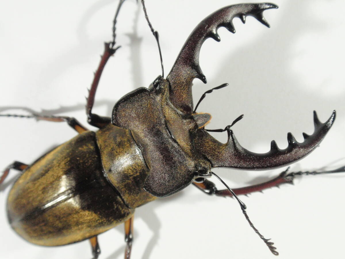 ◆◆ No.27 宮崎県産ミヤマ 特大 ♂74.1ｍｍ ペア ◆◆
