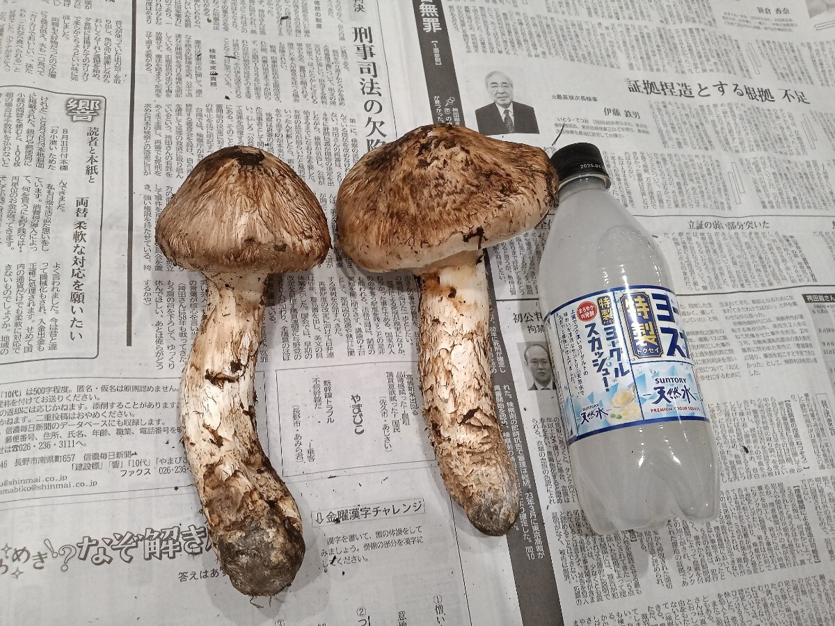 松茸480g 長野県南信州産シャープヘルシオAX-XW600-R ※ジャンク品 松茸480g 長野県南信州産シャープヘルシオAX-XW600-R ※ジャンク品