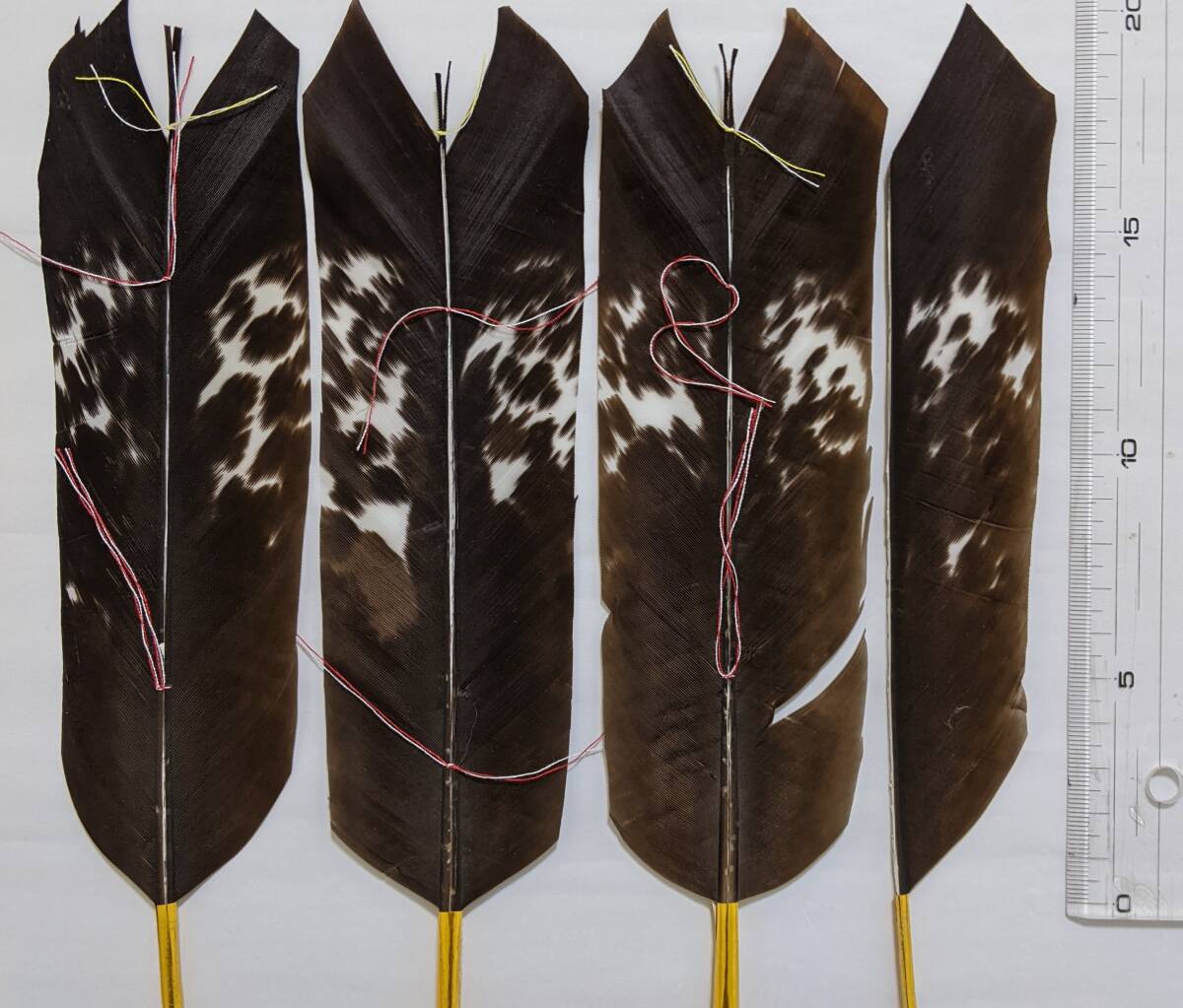 Yahoo!オークション - 弓道 矢羽 竹矢 竹弓 大雷鳥 尾羽開き スミ鷹風