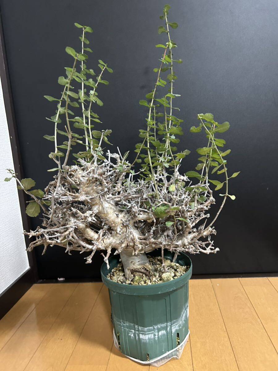 現地球 大株 コミフォラ ワイティ塊根植物 パキプス オペルクリ