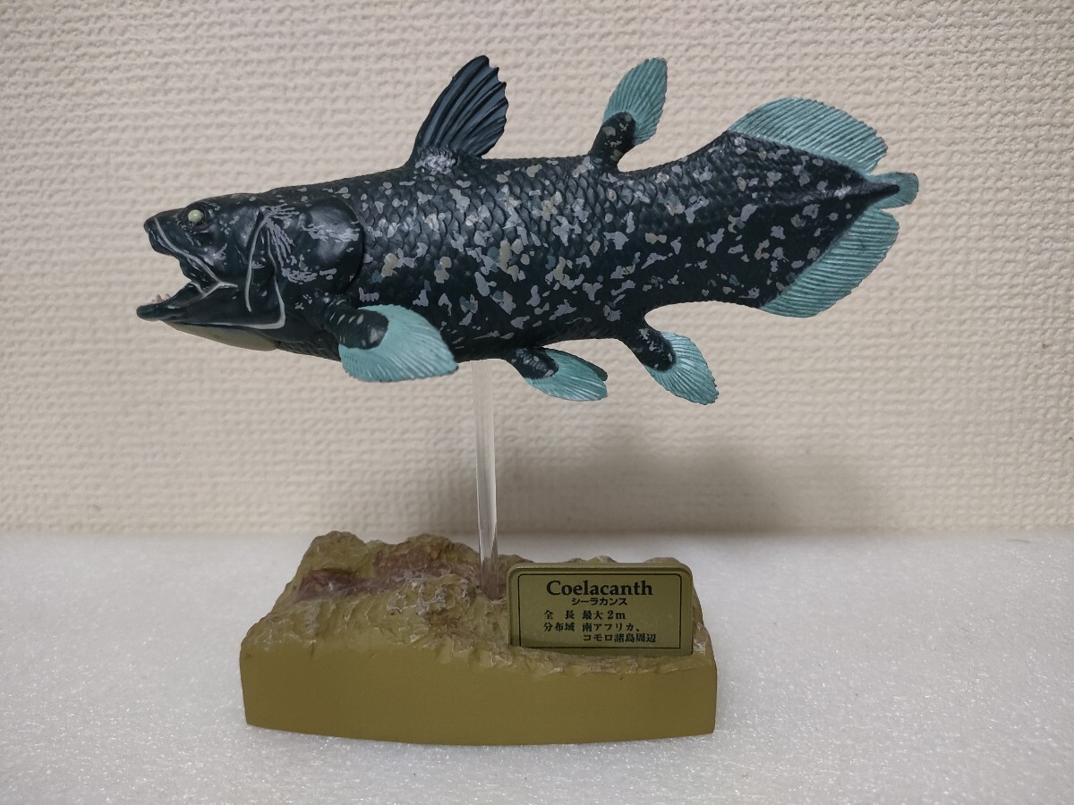 沼津港深海水族館限定・シーラカンスフィギュア カロラータ社製 Yahoo!オークション - 沼津港水族館限定 シーラカンス