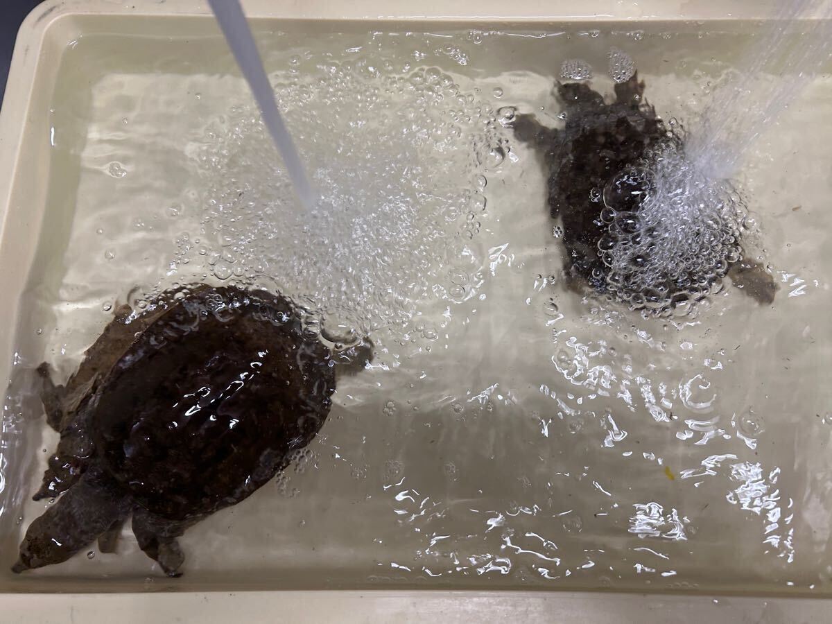 熊本県清流一級河川産天然スッポン3枚セット生体時計1460g スッポン鍋　雑炊　唐揚げ　煮凝りetc. 美容　滋養強壮に