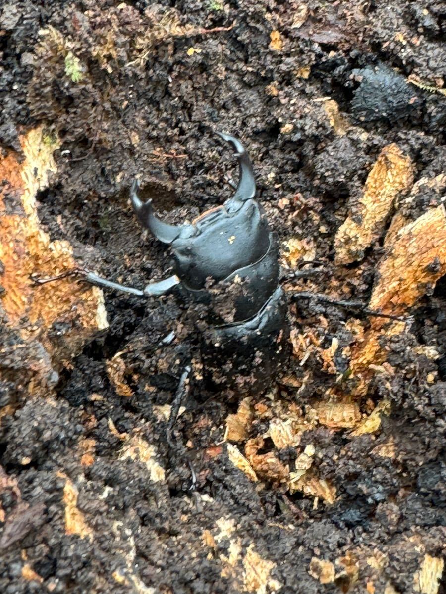 【MMH】　採れたて！　大型　宮崎県産　キュウシュウヒメオオクワガタ　キュウヒメ　ペア　その3