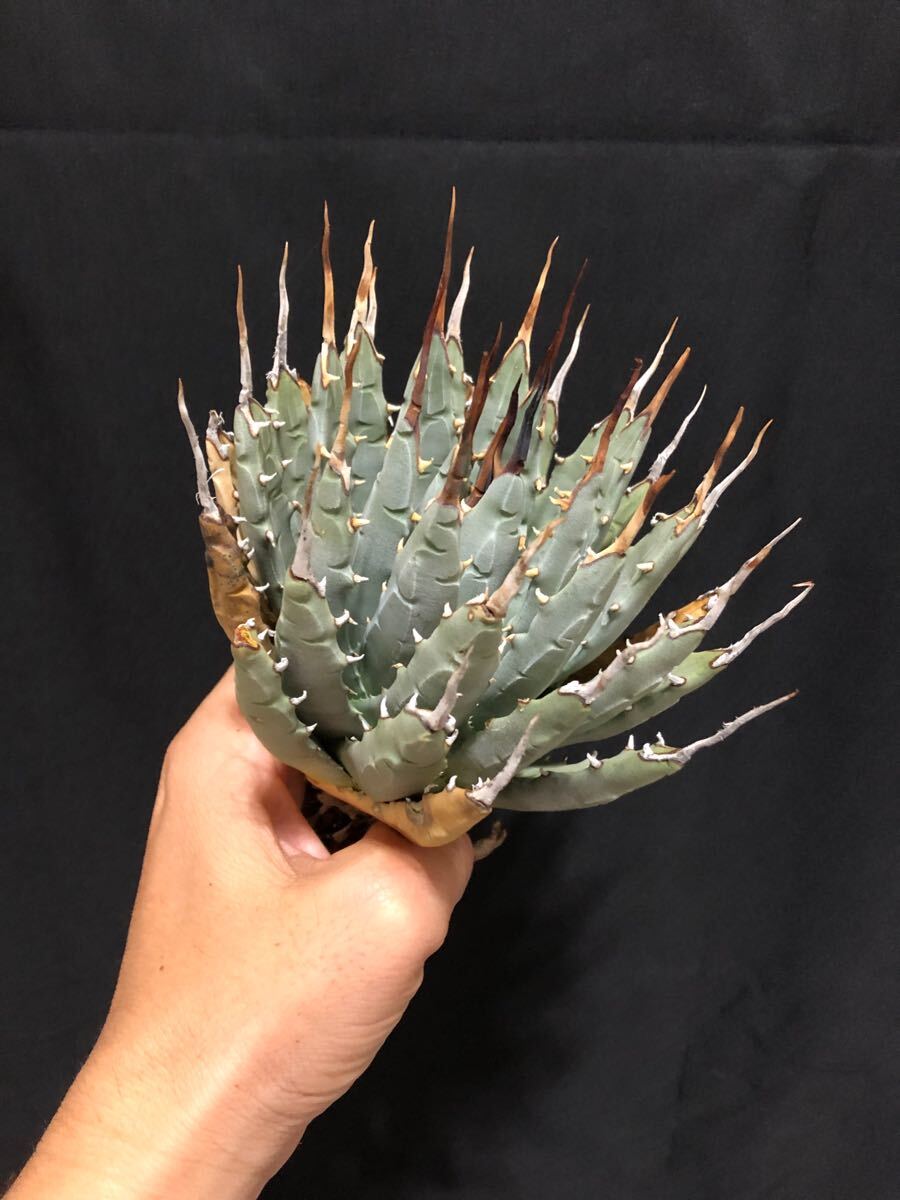 9*6様 30アガベ　ユタエンシス　エボリスピナ Special 裏棘　陽炎強刺 アガベ ユタエンシス エボリスピナ 陽炎 未発根 | GREEN LUCK