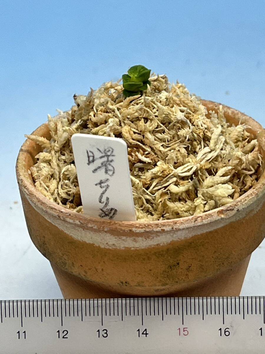 見事な Yahoo!オークション 曙縮緬法師 富貴蘭 - 花