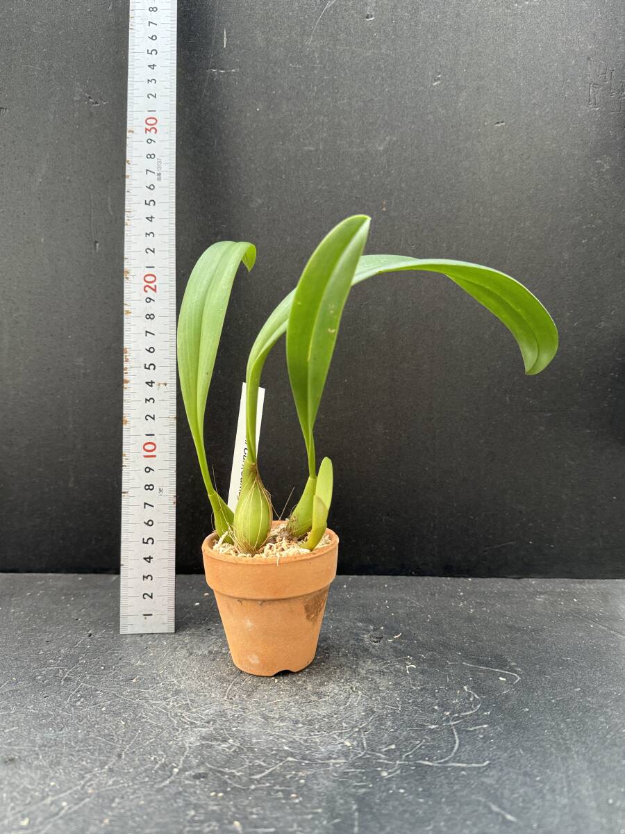洋蘭原種 Bulb.lobbii'Curl'|鉢植え 洋蘭原種 Bulb.lobbii'Curl'|鉢植え