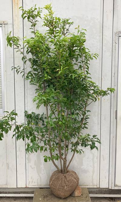 現品》ソヨゴ株立ち(雌株・メス株)樹高1.3m（根鉢含まず）512