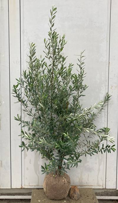 《現品》オリーブの木　シプレシーノ　樹高1.4ｍ（根鉢含まず）143《苗木/シンボルツリー/庭木/植木/鉢植え/チプレシーノ/シプレチーノ》