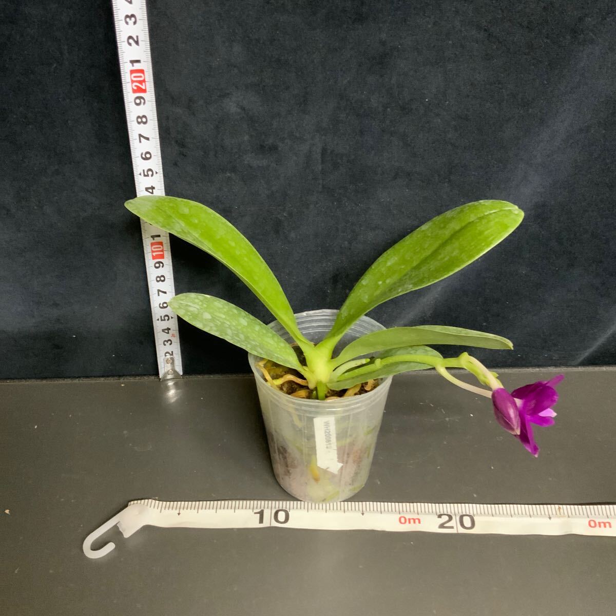 405) 洋蘭, Phal. Pearl Super Coral 'Wilson' 鉢植え 405) 洋蘭, Phal. Pearl Super Coral 'Wilson' 鉢植え