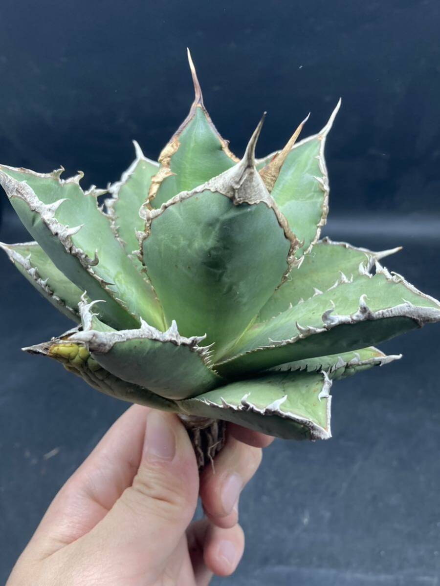 026-3[ shining ..] special selection agave succulent plant chitanota. person a little over .MAX condition finest quality stock ultra rare!