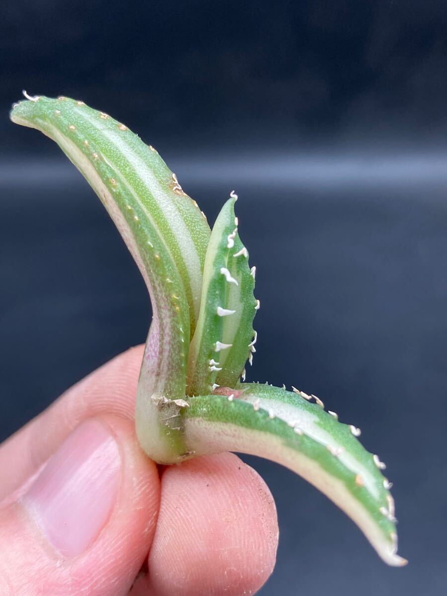 花様　確認用 GIRL AND SEA レディース アフリカン バックレス ビキニ ハイウエスト