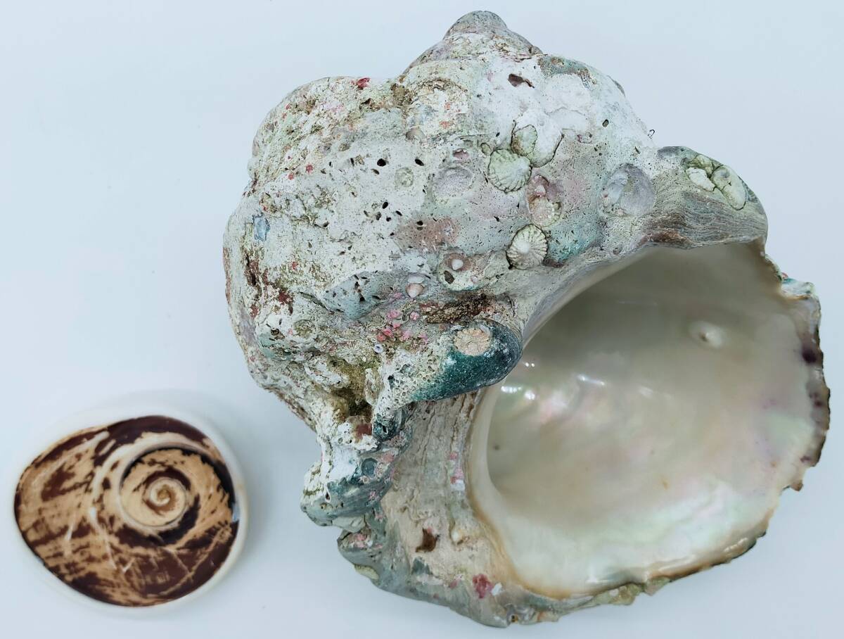 [.. имеется ] Okinawa ночь свет .l вес : раковина 1612g + крышка 215gl ширина :19cm вертикальный :20cml в подарок : крышка l.... присутствие. есть yakougai