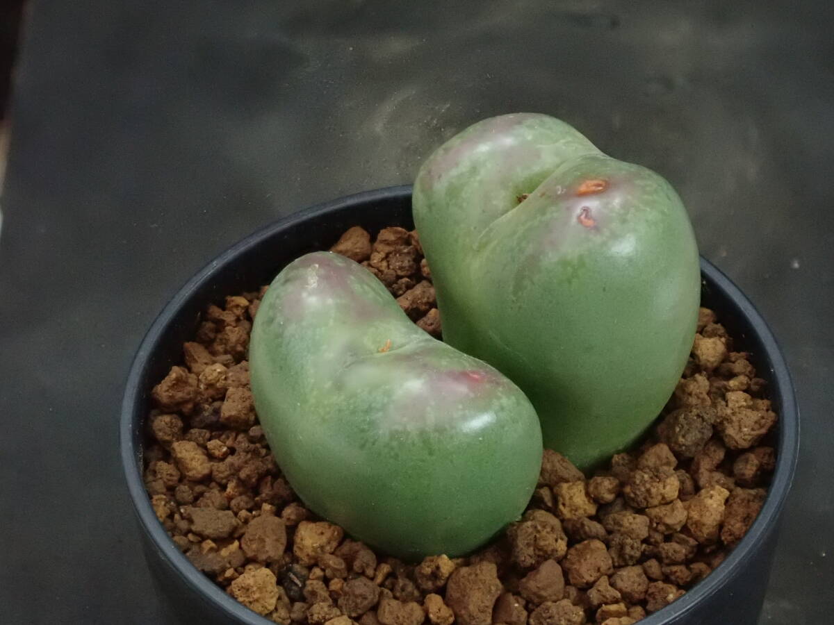 姫桜　Conophytum　”Himezakura”　 コノフィツム　多肉植物