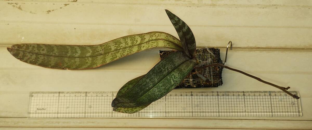Phal. Phalaenopsis schilleriana Long leaf BS株 原種 Phal. Phalaenopsis schilleriana Long leaf BS株 原種