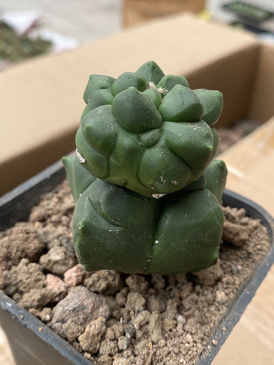 【秘境】v50特選 多肉植物サボテン Astrophytum myriostigma アストロフィツム 角疣亀甲鸞鳳玉　モンスト 奇妙な二重構造 実生