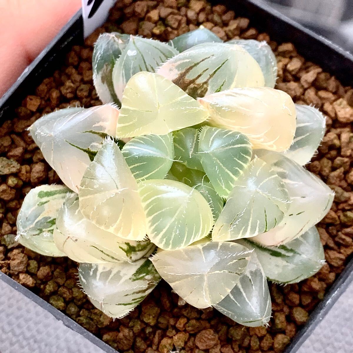 ○Fareal○ P24 ハオルチア オブツーサー錦 明月珠