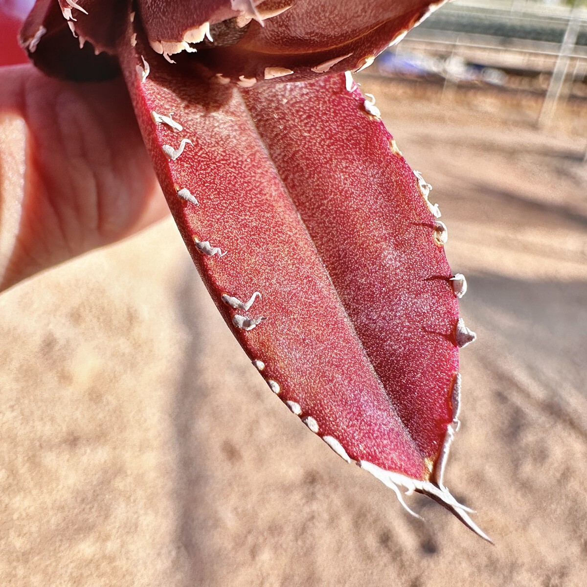 [Lj_plants]Q573 valuable . rare kind agave chitanota.... finest quality a little over . most . special . goods kind finest quality stock 1 stock 