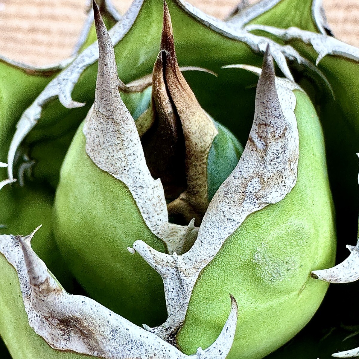 【特価】アガベ　チタノタFO-76　シロアリ　極上特大株　ラスト Yahoo!オークション - x658激レア高級品種 アガベ チタノタ FO