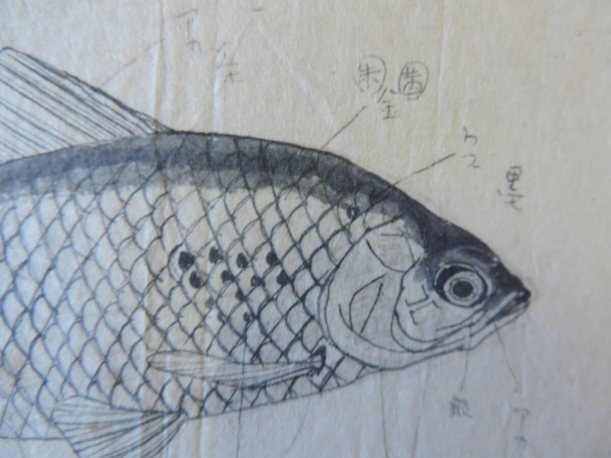 関山慶丸(関山慶) 静物画9点 水彩画 東京出身 師小林古径 肉筆 一点もの 関山慶丸(関山慶) 静物画9点 水彩画 東京出身 師小林古径 肉筆