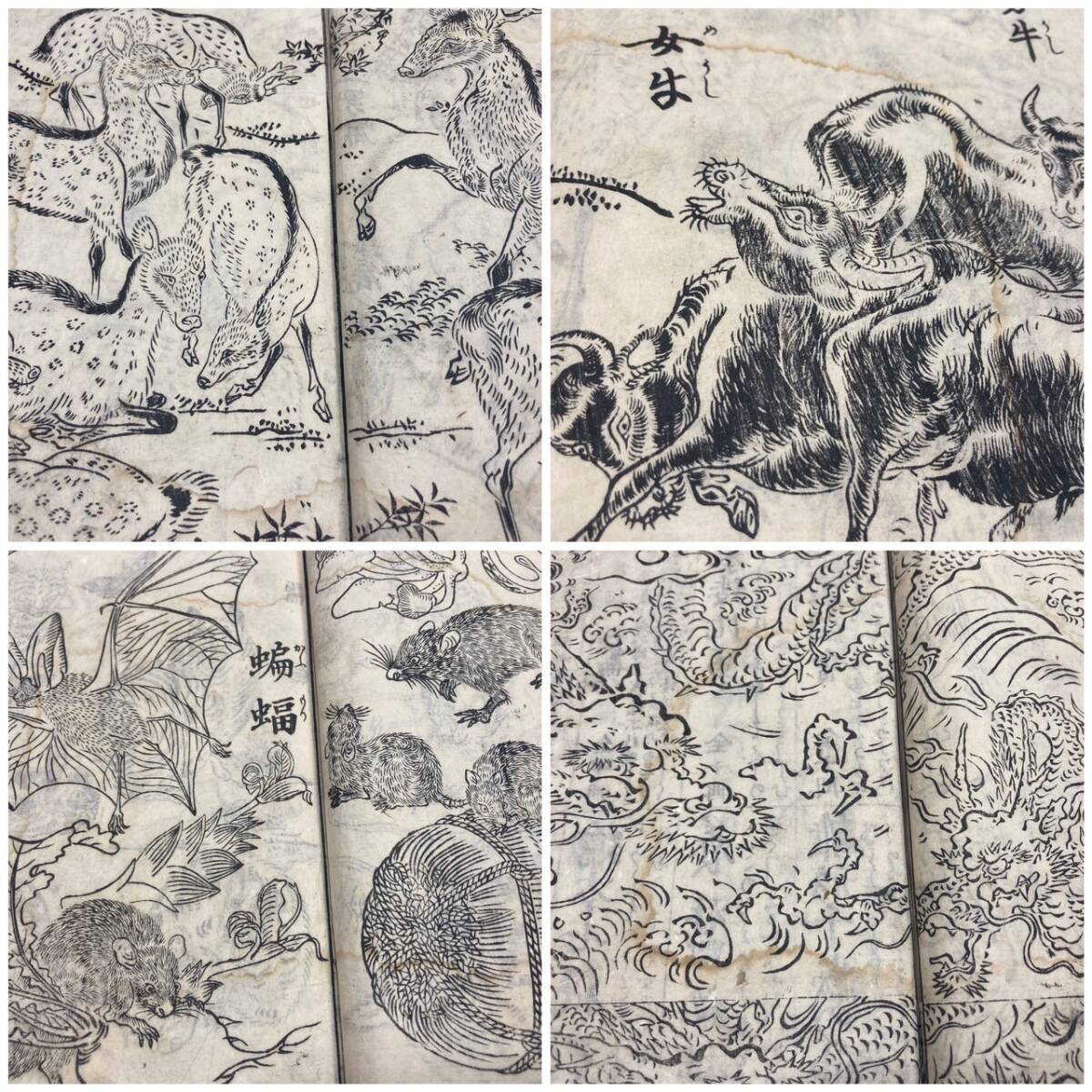 1719年 写生獣図画 下巻 享保四年 17丁 絵本 動物 神獣 龍 1719年 写生獣図画 下巻 享保四年 17丁 絵本 動物 神獣 龍