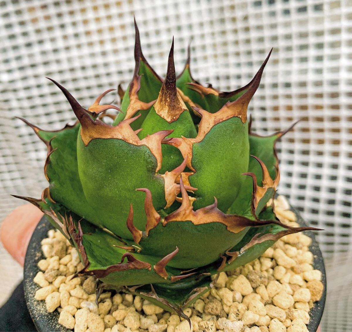 ロウルサンコ 特選 アガベ チタノタ 龍玉agave titanota 龍玉 ロウルサンコ 特選 アガベ チタノタ 龍玉agave titanota 龍玉