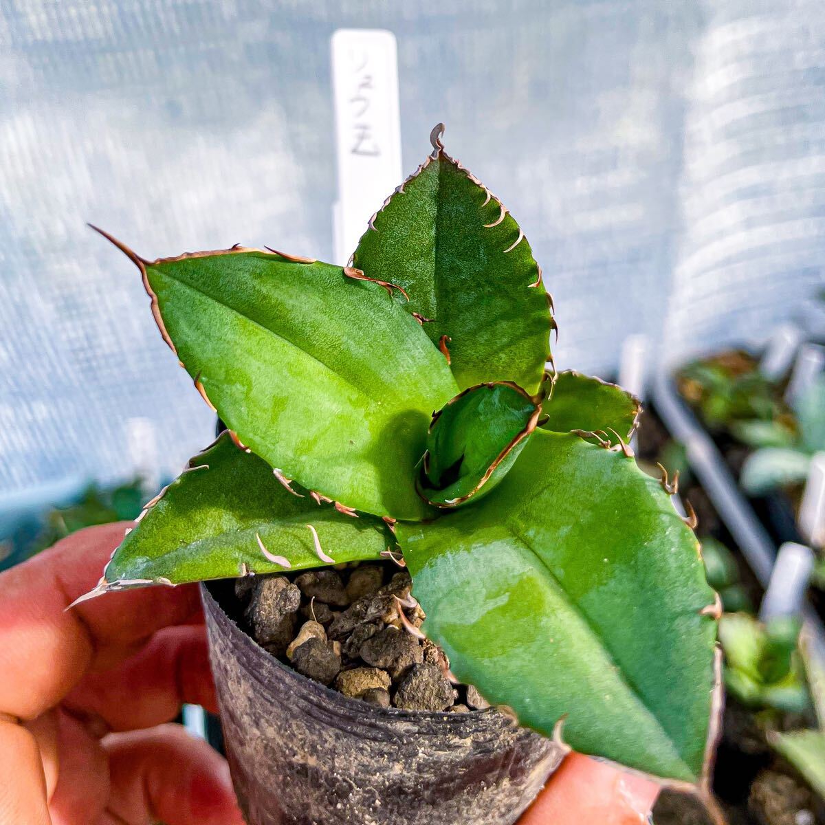 ロウルサンコ 特選 アガベ チタノタ 龍玉agave titanota 龍玉 ロウルサンコ 特選 アガベ チタノタ 龍玉agave titanota 龍玉