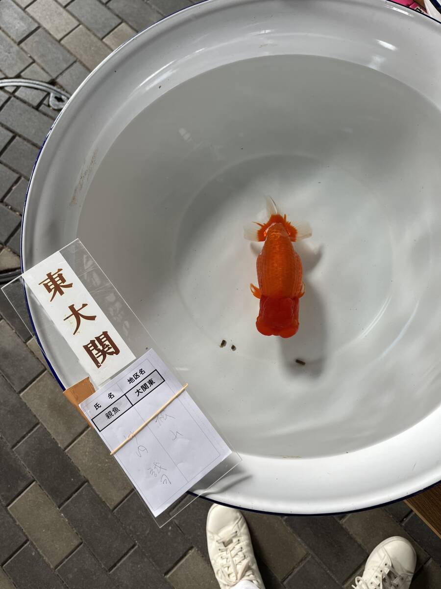 ☆坊ちゃん１１☆東大関☆品評会入賞魚☆３歳♀☆№１