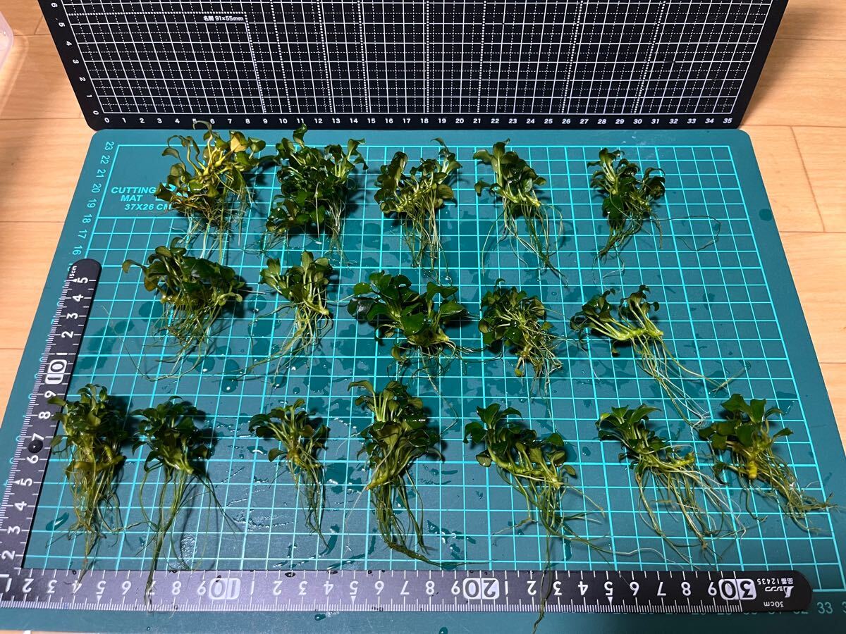 ★アヌビアス・ナナプチ！大量！水草水槽！シュリンプ水槽で育成！