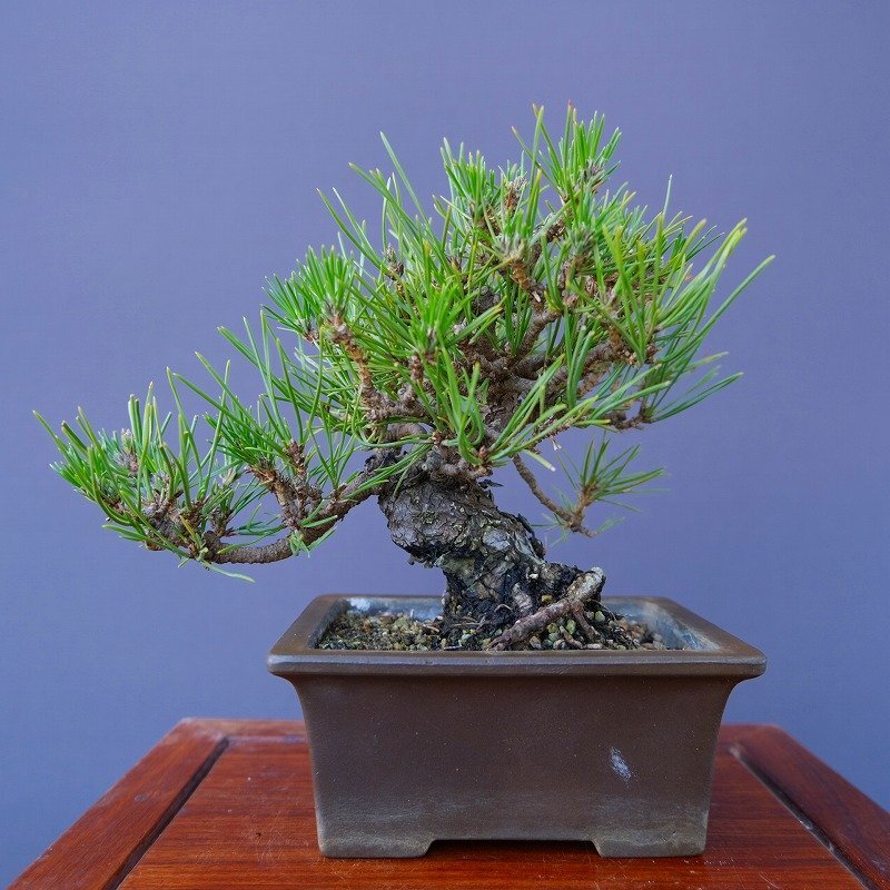一樹園 山採り黒松 小品盆栽／樹齢40年 [石卓鉢黒松五葉松真