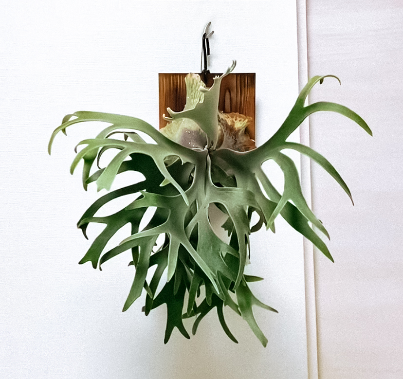 P.willinckii '月光爪哇'　子株 P. willinckii '月光爪哇' ビカクシダ 子株