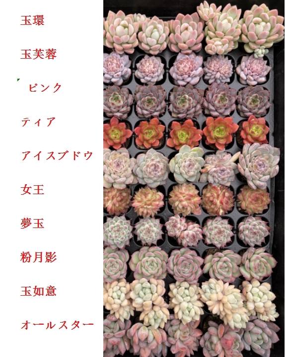 M15厳選10種70苗セット名前付き 多肉植物エケベリア レア種 韓国