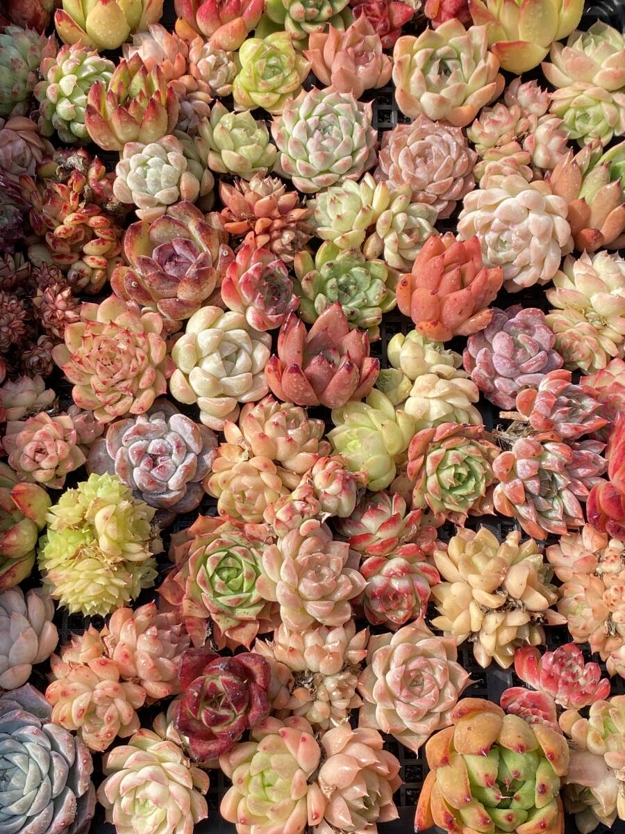 60 stock W1-34ekebe rear cut seedling Korea seedling cactus succulent plant assortment 