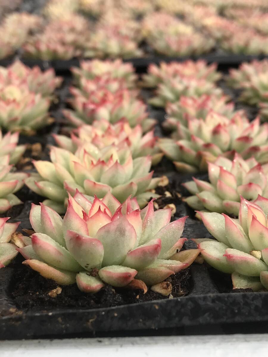 72株 W37-1多肉植物 エケベリア 女雛錦 サボテン 観葉植物 花 園芸 レア種 土と根付きで 72株 W37-1多肉植物 エケベリア 女雛錦 サボテン 観葉植物 花 園芸 レア種 土と根付きで