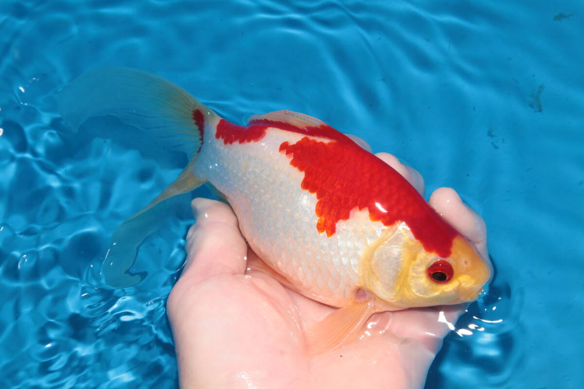 庄内金魚⑤２３㎝　◆泳ぐ宝石錦鯉TV◆動画有